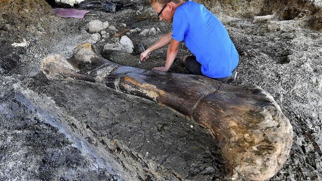 Peneliti Temukan Fosil Dinosaurus Berbulu Usia 67 Juta Tahun – CNN Indonesia