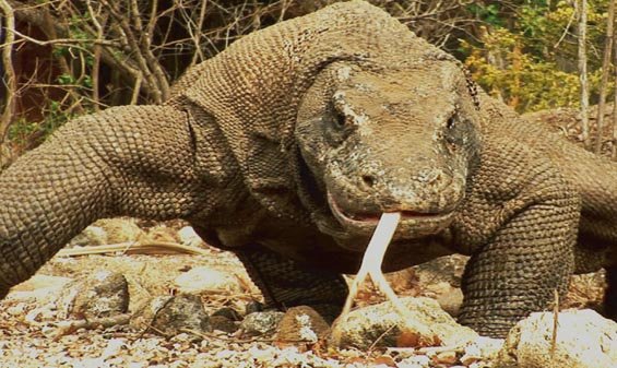 komodo
