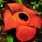 Raflesia_Arnoldi-Wikipedia