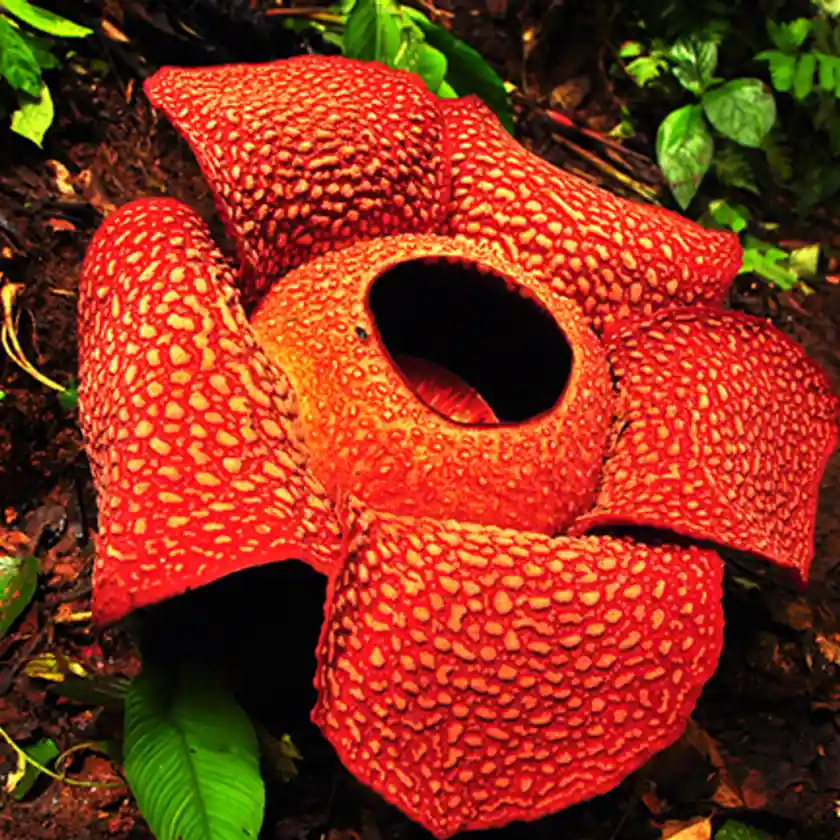 Raflesia_Arnoldi-Wikipedia