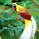 burung-cendrawasih-_150412195759-336