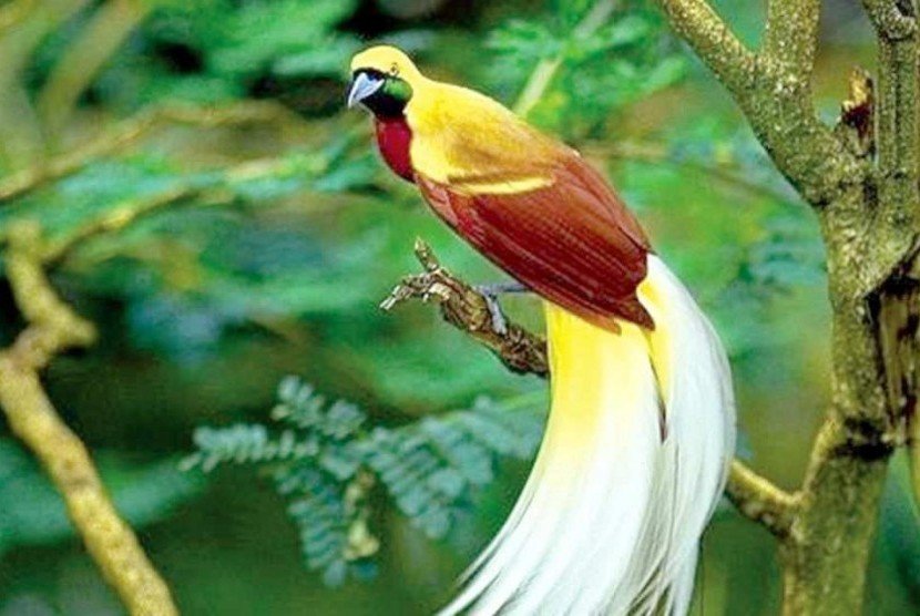 burung-cendrawasih-_150412195759-336