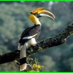 burung-khas-malaysia