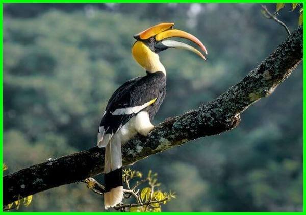 burung-khas-malaysia