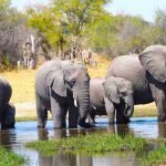 fauna gajah_11zon