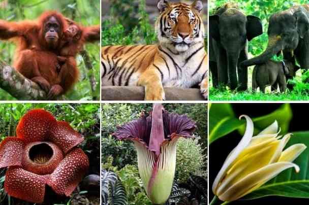 flora-dan-fauna-640e99194addee136c503042