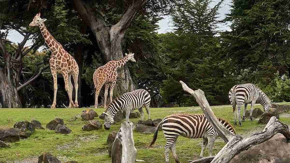 hewan fauna flora