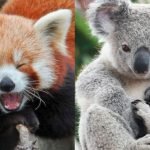 hewan fauna lucu