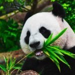 10-Flora-dan-Fauna-Khas-Asia-beserta-Gambarnya_6-1024x682_11zon