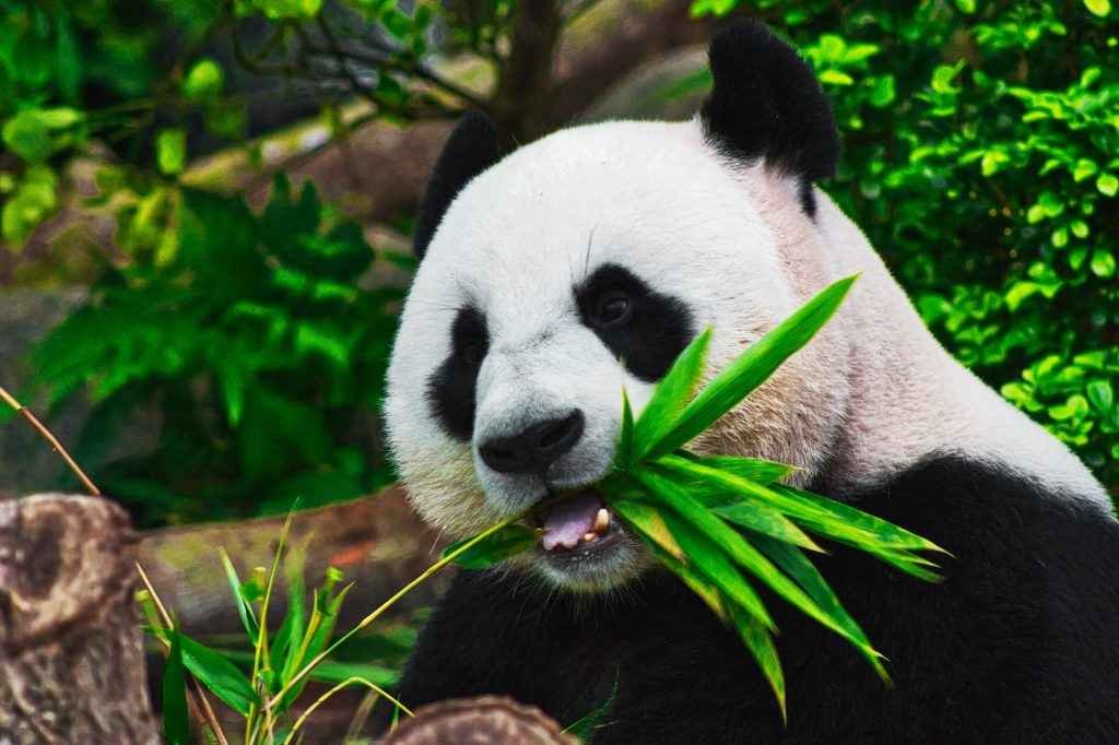 10-Flora-dan-Fauna-Khas-Asia-beserta-Gambarnya_6-1024x682_11zon
