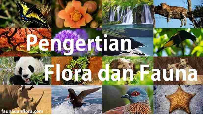 20171118_063502faunadanflora_11zon