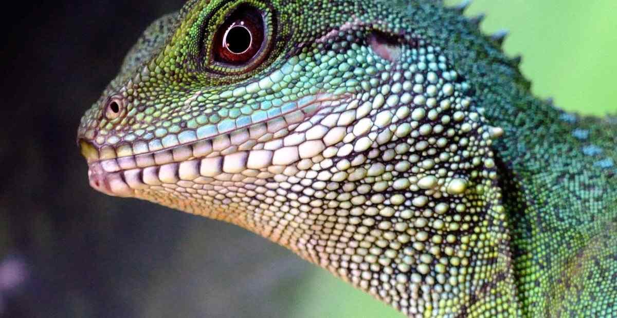7-Jenis-Hewan-Reptil-Yang-Perlu-Kamu-Tahu