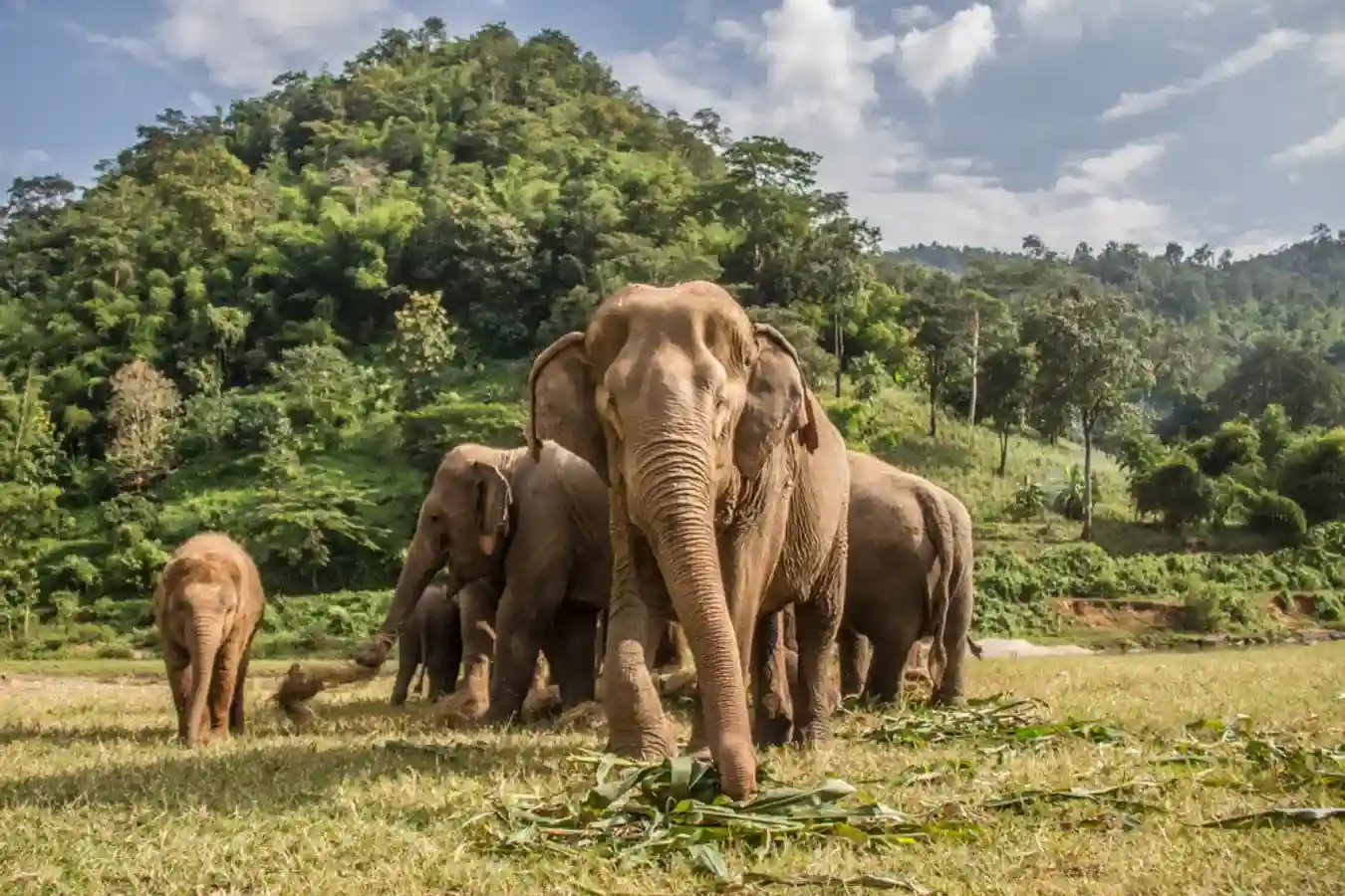 Gajah-Asia-Fauna-Endemik-Thailand-Shutterstock_11zon