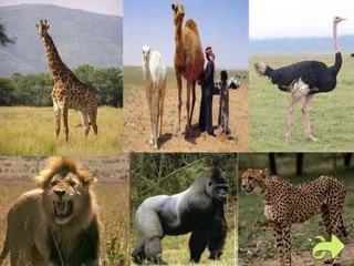 Sebaran-Flora-dan-Fauna-di-dunia-27-320