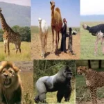 Sebaran-Flora-dan-Fauna-di-dunia-27-320