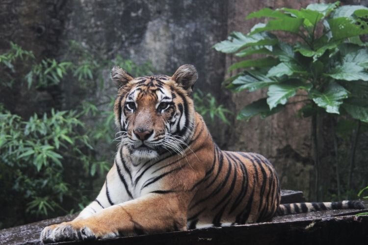 flora-dan-fauna-indonesiajpg-20220818123925