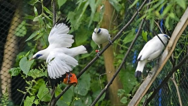 mengintip-penangkaran-jalak-bali-si-putih-nan-lincah-yang-terancam-punah-9_169