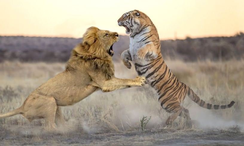 siapa-sebenarnya-raja-hutan-singa-atau-harimau-QKNoqqMyQD