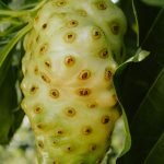 Manfaat