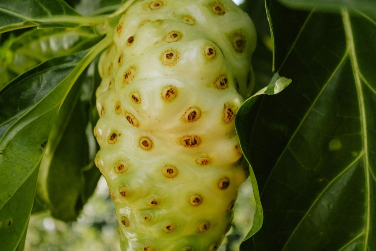 Manfaat