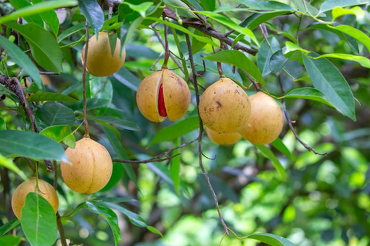 Tanaman Buah Pala