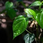 Manfaat Daun Sirih dan Kegunaannya untuk Kesehatan