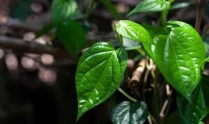 Manfaat Daun Sirih dan Kegunaannya untuk Kesehatan