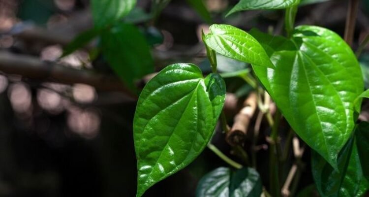Manfaat Daun Sirih dan Kegunaannya untuk Kesehatan
