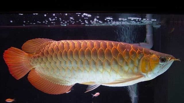 Tips Memelihara Arwana