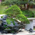 Cara Merawat Bonsai dengan Benar agar Tetap Indah dan Sehat