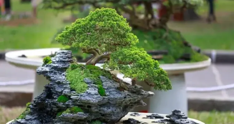 Cara Merawat Bonsai dengan Benar agar Tetap Indah dan Sehat