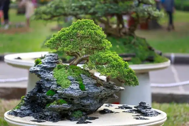 Cara Merawat Bonsai dengan Benar agar Tetap Indah dan Sehat