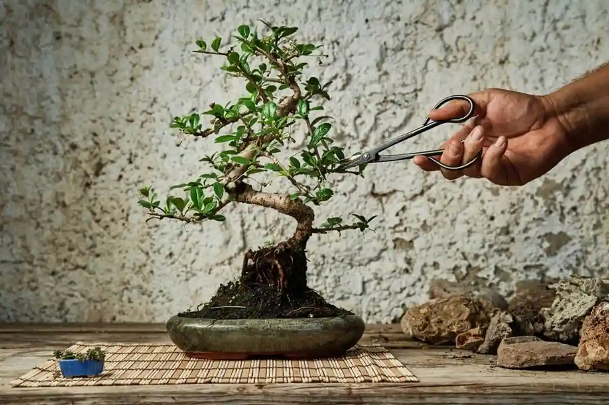 Cara Merawat Bonsai