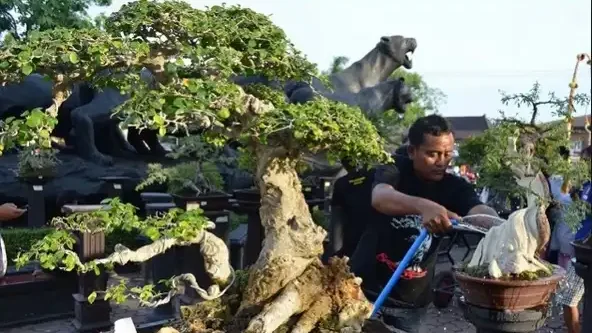 Cara Merawat Bonsai