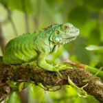 Jenis-Jenis Iguana, Reptil Eksotis yang Memikat Pecinta Hewan