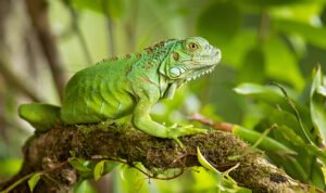 Jenis-Jenis Iguana, Reptil Eksotis yang Memikat Pecinta Hewan
