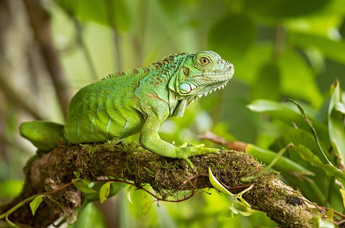 Jenis-Jenis Iguana, Reptil Eksotis yang Memikat Pecinta Hewan