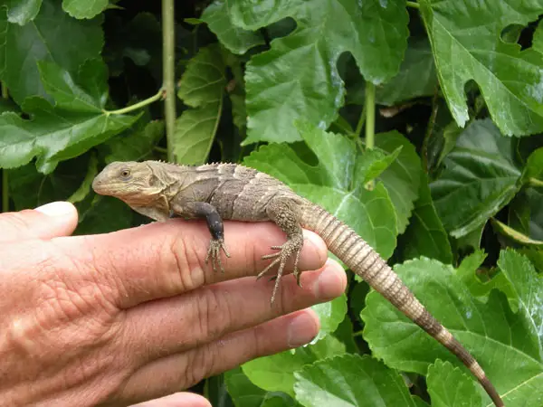 Jenis-Jenis Iguana
