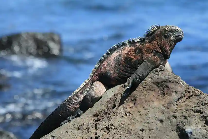 Jenis-Jenis Iguana