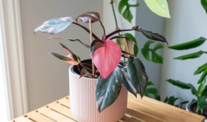 Tanaman Hias yang Paling Mahal di Dunia Tanaman Hias Termahal: Tren Baru di Dunia Kolektor Hijau