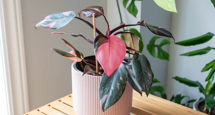 Tanaman Hias Termahal: Tren Baru di Dunia Kolektor Hijau