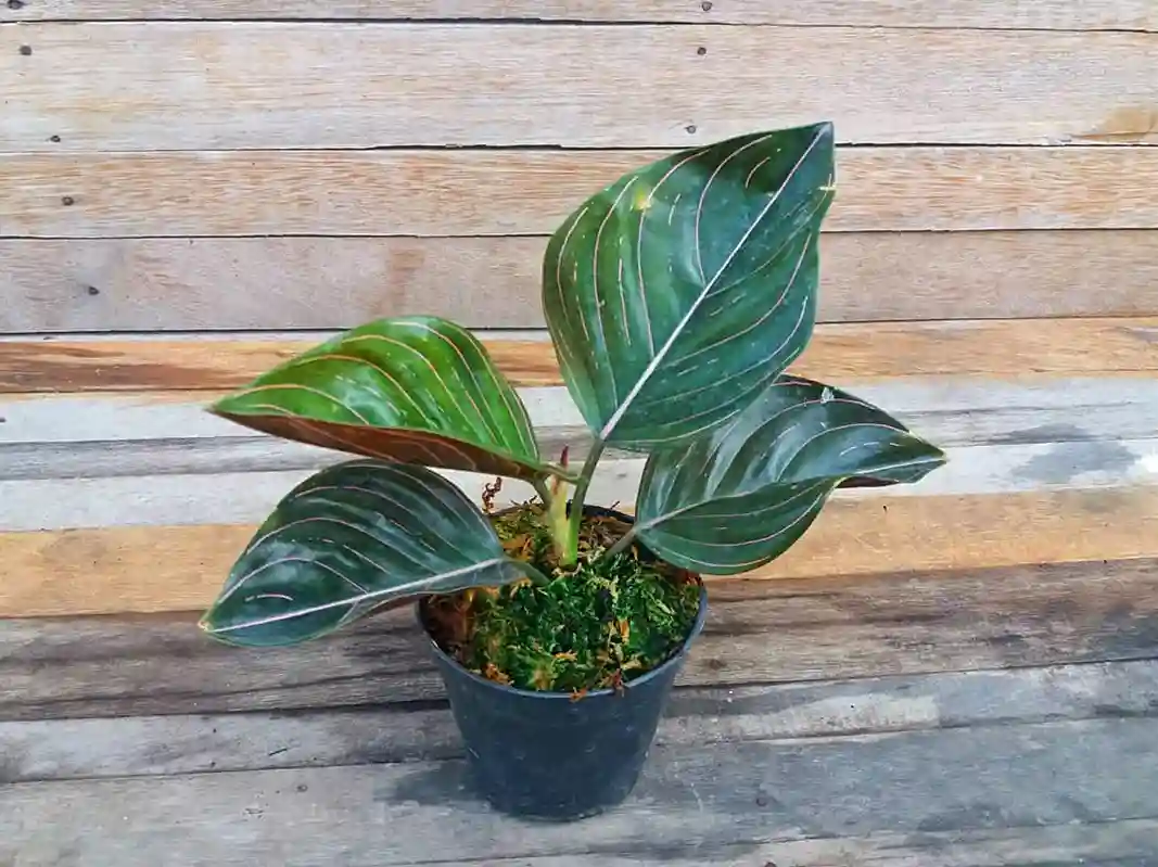 Tanaman Hias Termahal