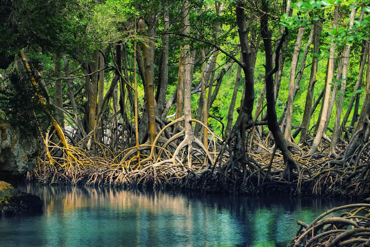 mangrove1