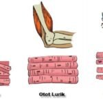 Jenis-Jenis Otot dan Fungsinya dalam Tubuh Manusia