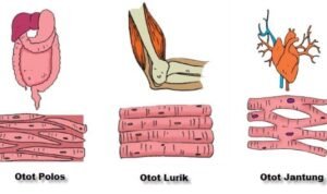 Jenis-Jenis Otot dan Fungsinya dalam Tubuh Manusia