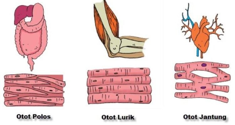 Jenis-Jenis Otot dan Fungsinya dalam Tubuh Manusia