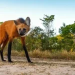Maned Wolf Serigala Berkaki Panjang yang Mirip Rusa
