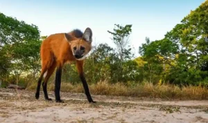 Maned Wolf Serigala Berkaki Panjang yang Mirip Rusa_11zon Maned Wolf Serigala Berkaki Panjang yang Mirip Rusa