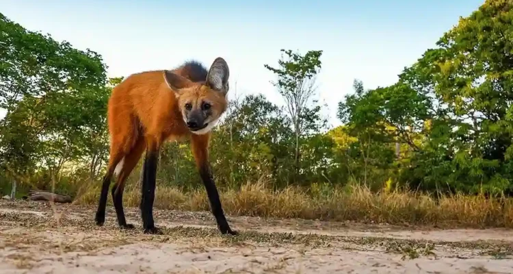 Maned Wolf Serigala Berkaki Panjang yang Mirip Rusa