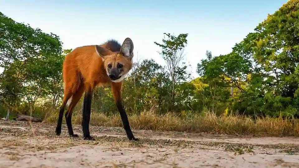 Maned Wolf Serigala Berkaki Panjang yang Mirip Rusa